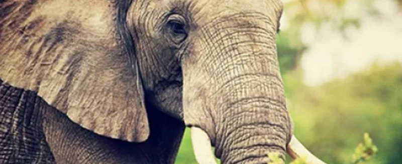 South Africa — World-class wildlife, wine and coastline — right here at home.